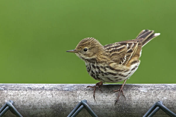 Meadow Pipit perched on fence, Anthus pratensis, Netherlands