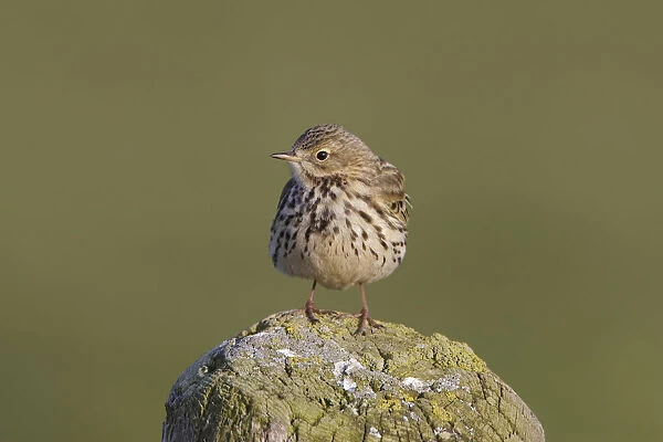 Meadow Pipit perched on pole, Anthus pratensis, Netherlands