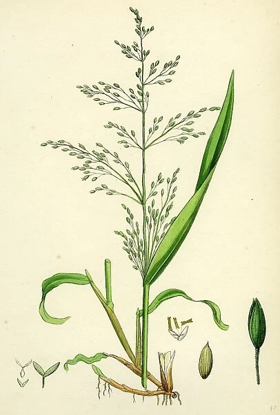 Milium effusum; Wood Millet-grass
