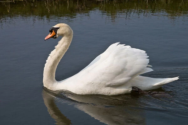 Mute Swan swimming, Cygnus olor