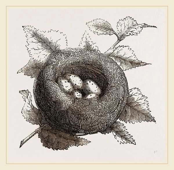 Nest of Goldfinch