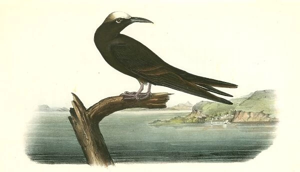 Noddy Tern. Male. Audubon, John James, 1785-1851