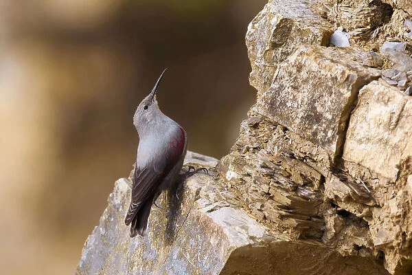 Non breeding Wallcreeper on cliff face, Tichodroma muraria, Italy