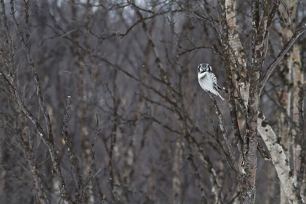 Northern Hawk Owl perched in tree