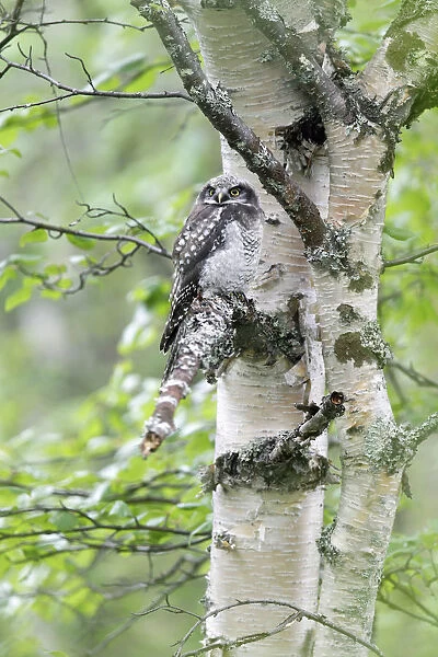 Northern Hawk Owl, Surnia ulula ulula, Finland