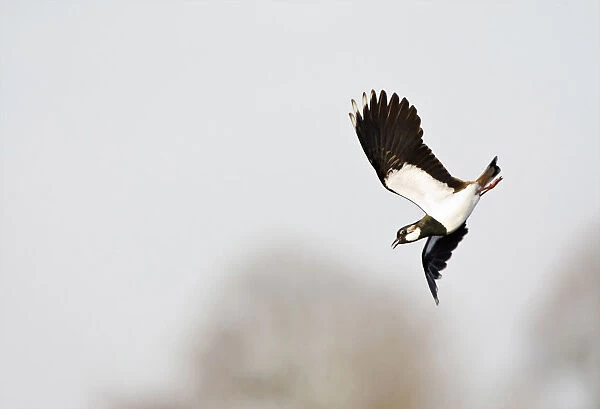 Northern Lapwing in display flight, Vanellus vanellus