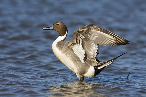 Northern Pintail mail perched in water, Anas acuta