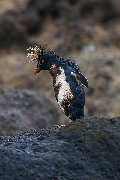 Northern Rockhopper Penguin with oil, Eudyptes moseleyi