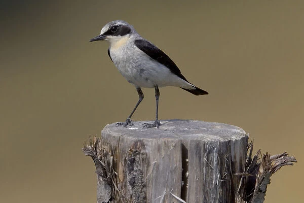 Northern Wheatear male perched, Oenanthe oenanthe