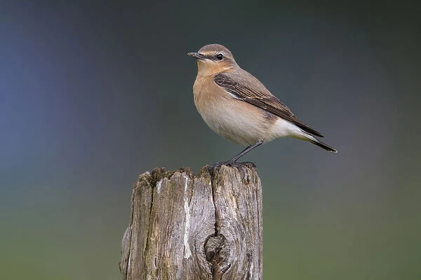 Northern Wheatear, Oenanthe oenanthe, Italy