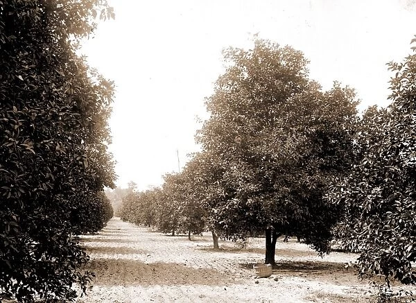 Orange grove, Seville, Fla, Jackson, William Henry, 1843-1942, Orange orchards, United