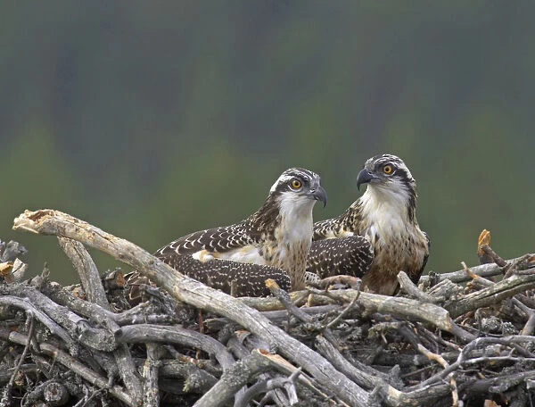 Osprey two young at nest, Finland
