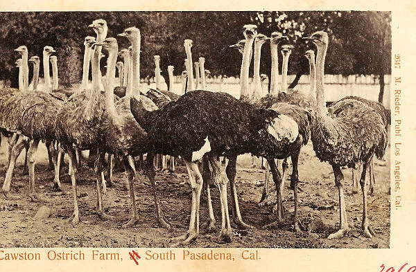Ostrich farming United States Agriculture California
