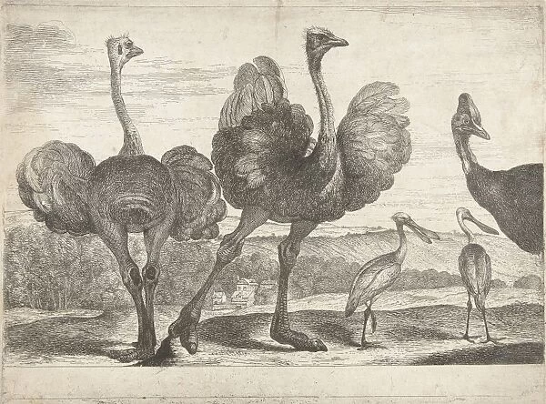 Ostriches, cassowary and spoonbill, Peeter Boel, 1670 - 1674