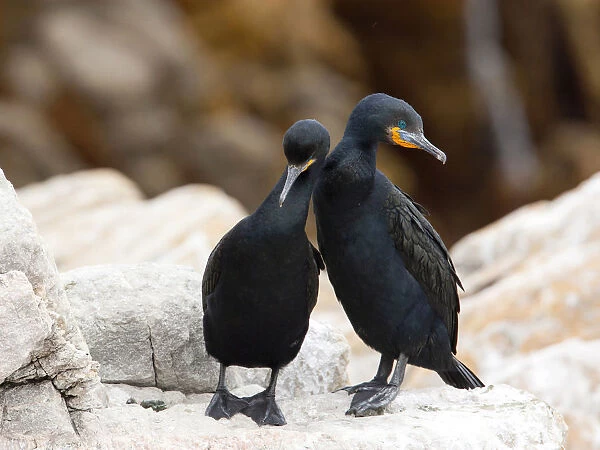 Pair of Cape Cormorants, Phalacrocorax capensis, South Africa