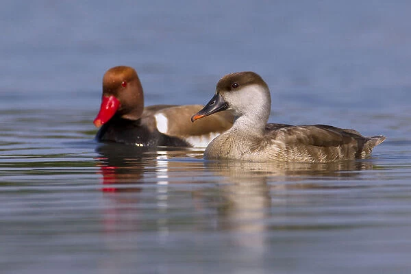 Pair of Red-crested Pochards, Netta rufina, Italy