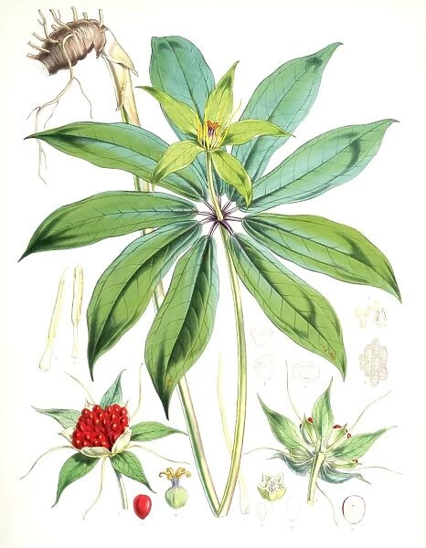 Paris Polyphylla, Smit. Fitch, W. H. (Walter Hood) (1817-1892), (Engraver), Hooker