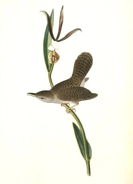 Parkmans Wren. Male. (Pogonia divaricata. ), Audubon, John James, 1785-1851