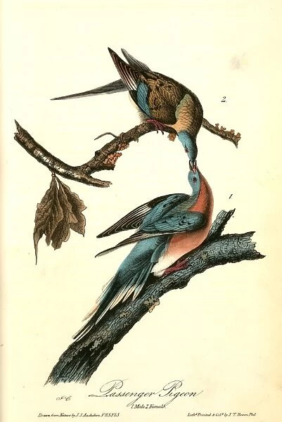 Passenger Pigeon. 1. Male. 2. Female. Audubon, John James, 1785-1851