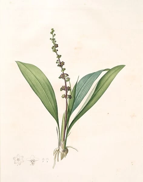 Peliosanthes Feta, Peliothane Feta, Redoute, Pierre Joseph, 1759-1840, les liliacees