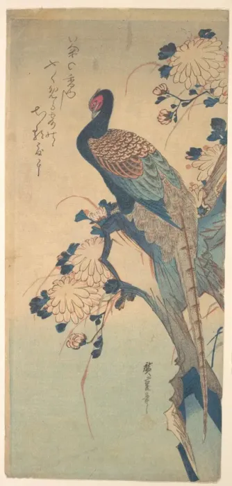 Framed Print : Chrysanthemums with a Pheasant Print