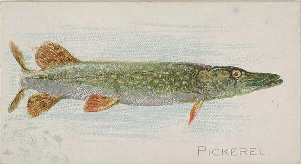 Pickerel Fish American Waters series N8 Allen & Ginter Cigarettes Brands