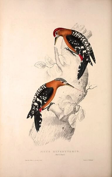 Picus Hyperythrus, Rufous-bellied Woodpecker