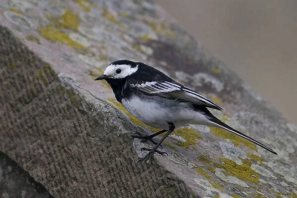 Pied Wagtail perched on stone, The Netherlands