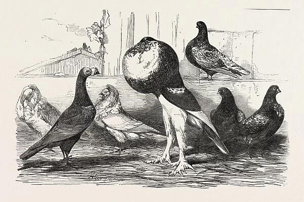 Pigeons Exhibited by the Philoperisteron Society: Mr. Parkinsons Carrier, Jacobins