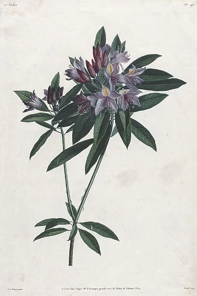 Pontic Rhododendron 1805 Jean Louis Prevost