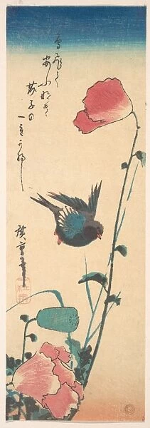 Poppy Sparrow Edo Period 1615-1868 Ca 1833