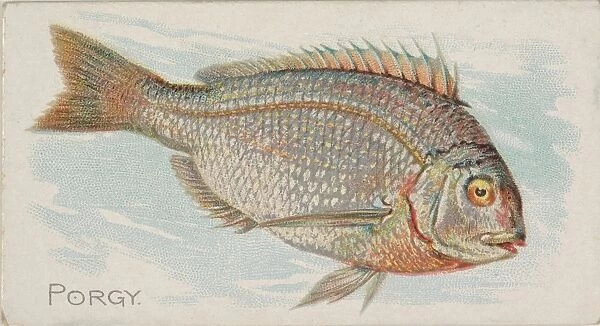 Porgy Fish American Waters series N8 Allen & Ginter Cigarettes Brands