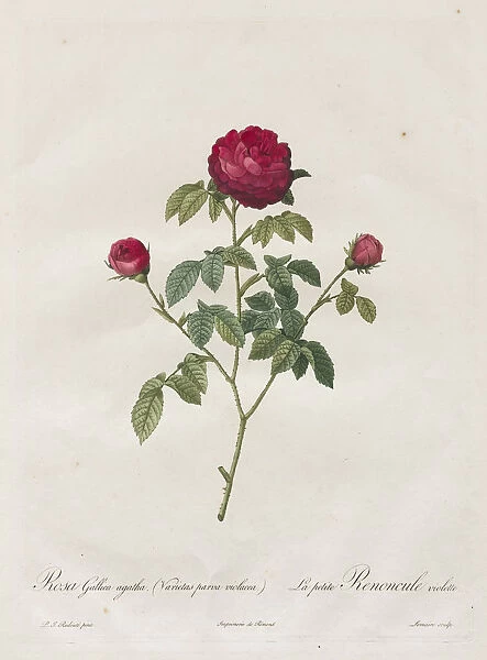 Provence French Rose 1817-1824 Henry Joseph Redouté