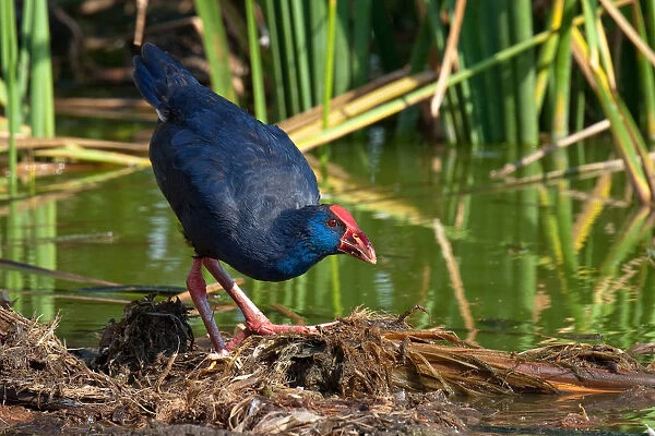 Purple Swamphen in reed bed