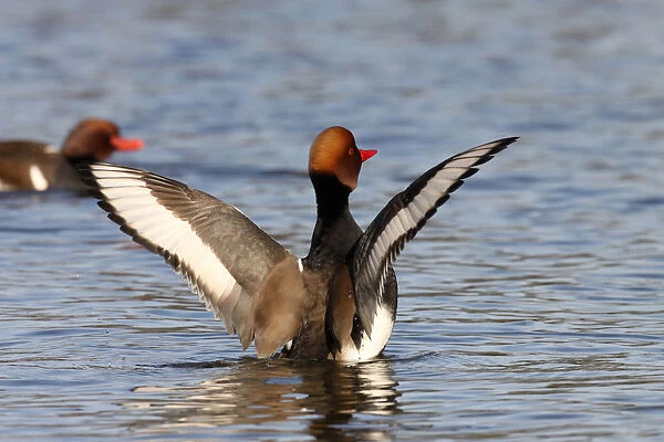 Red-crested Pochard male stretching wings, Netta rufina