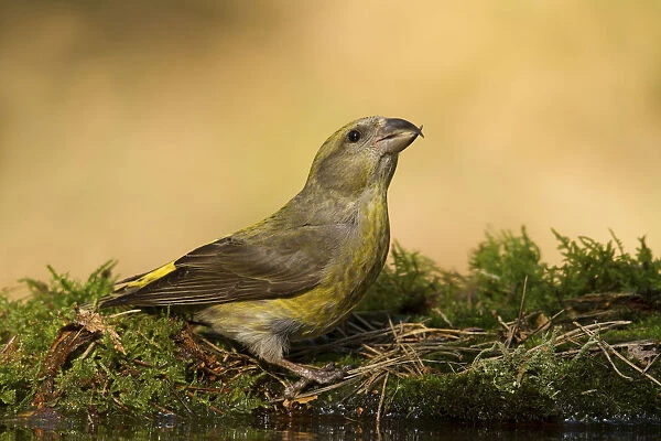 Red Crossbill female drinking, Loxia curvirostra, Netherlands