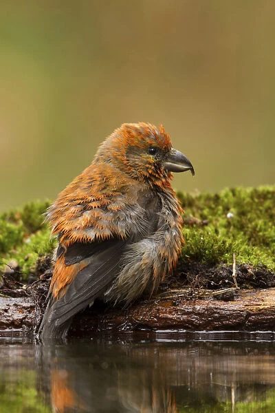 Red Crossbill sittin gat the water, Loxia curvirostra, Netherlands