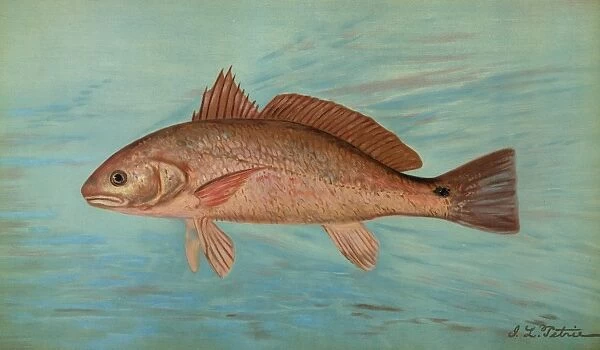 The Red Drum or Channel Bass, Scioena ocellata, Harris, William C. (William Charles)