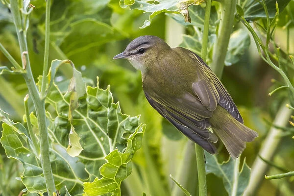 Red-eyed Vireo, Vireo olivaceus, Portugal