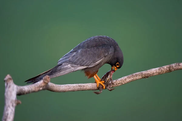 Red-footed Falcon eating its prey, Falco vespertinus