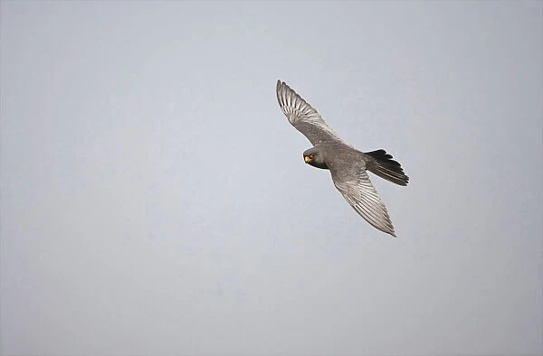Red-footed Falcon male flying, Falco vespertinus