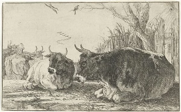 Resting cows Animals series title Zoographiam