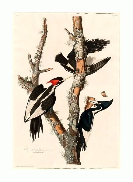 Robert Havell after John James Audubon, Ivory-billed Woodpecker, American, 1793 - 1878