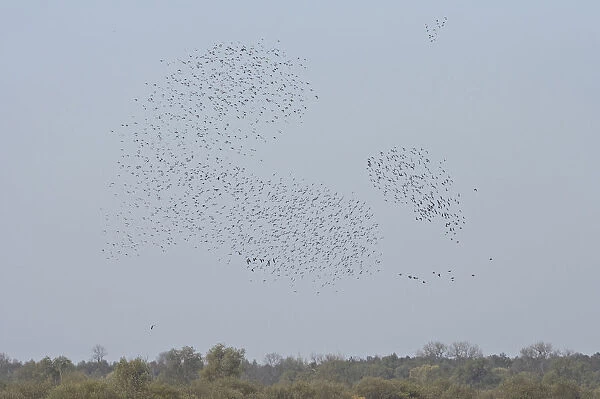 Ruff large flock flying, Calidris pugnax