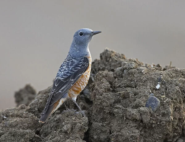 Rufous-tailed Rock Thrush adult male standing, Sultanate of Oman