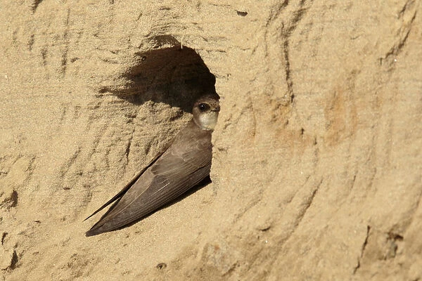Sand martin sitting in front of nest, Netherlands