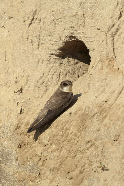 Sandmartin sitting in front nest, Netherlands