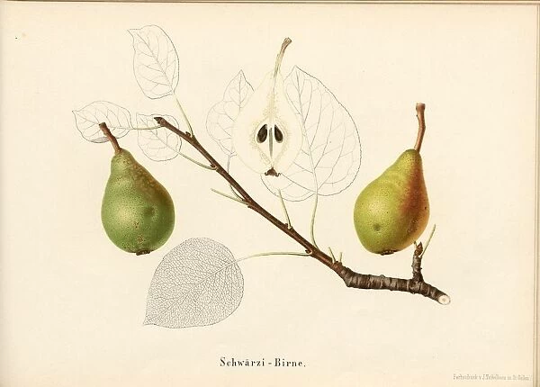 SchwAÔé¼rzi bulb Swiss pear variety Signed Farbendruck v