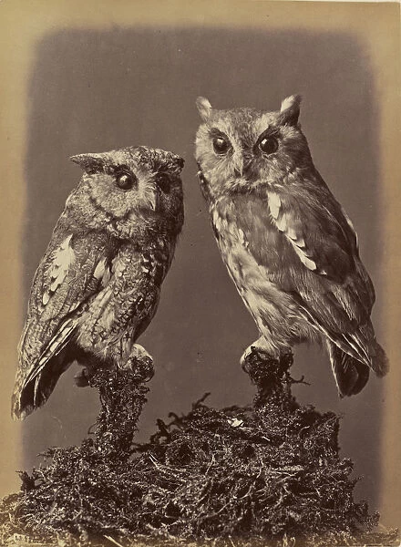 Screech Owl Mottled Owl Red & Gray stages William Notman