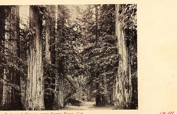 Sequoia sempervirens historical images Forests